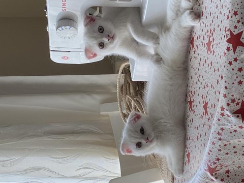 3 aylık scottish fold yavrular