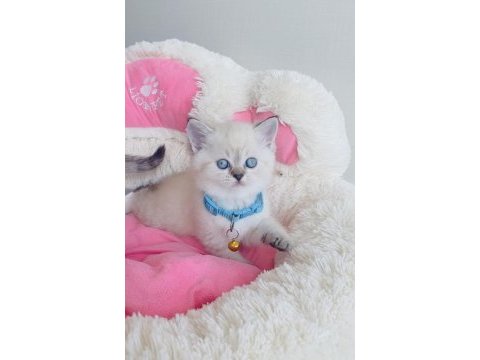 Maviş point british shorthair bebekleirm 