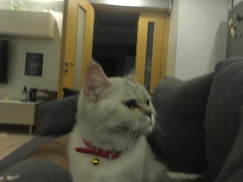 Tahmini iki yaşında erkek british shorthair