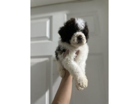 Lagotto bebekler