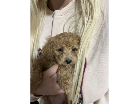 2 aylık yavru oyuncu dişi toy poodle