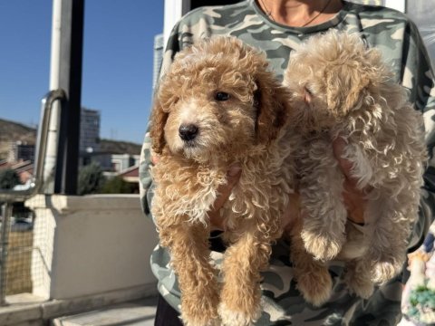 Show kalite poodle ayarında maltipoo yavrular