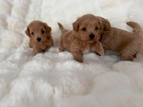 Mükemmel güzellikteki maltipoo yavrularımız