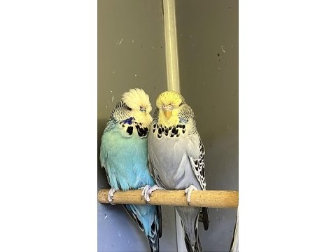 Show jumbo kuşlar takımlar isteyene yardımcı olurum