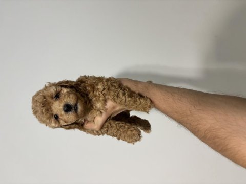Dişi erkek poodle bebeklerimiz yeni ailelerini bekliyor