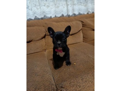Aa kalite french bulldog dişi