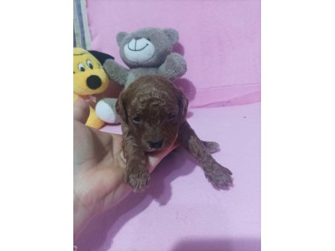 En tatlı poodle bebekler