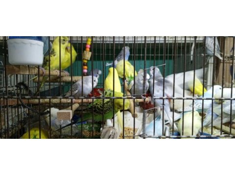 Her renk yavru muhabbet kuşlar