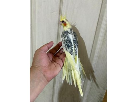 59 günlük renk güzeli kusursuz sultan papağanı bebek