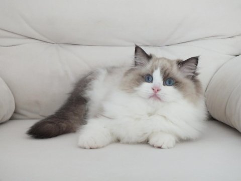 Full şecereli ragdoll yavruları