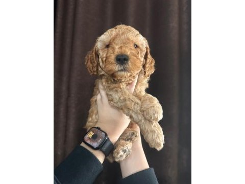 Toy poodle yavru köpekler