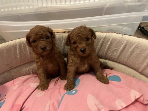 Toy poodle redbrown yavrular