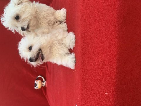 Maltese terrier