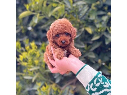 2.5 aylık erkek toy poodle tarçınlı kurabiyemiz