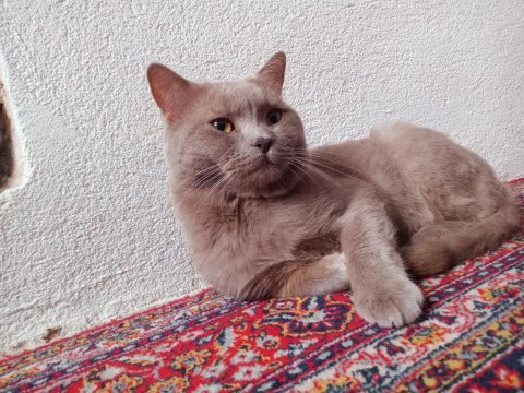 British lilac erkek
