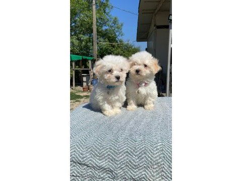 Kar tanesi maltipoo köpekler