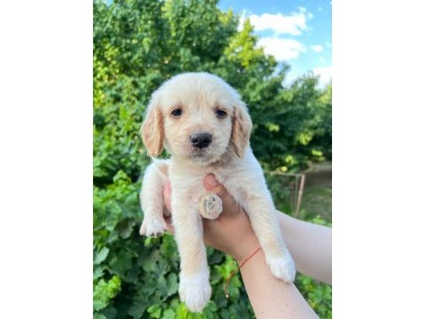Bebek yüzlü golden retriever yavrular