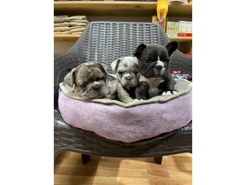 Erkek dişi french bulldog köpekler