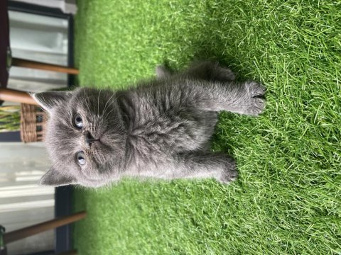 Ayı kafa gri yavru british shorthair