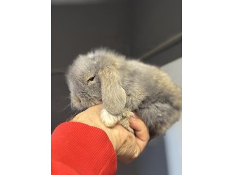 Veteriner hekimden hollanda lop mini lop ve cüce tavsan