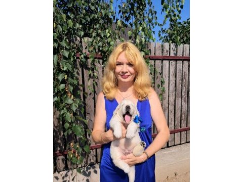 Golden retriever adrese teslim hizmetimiz vardır