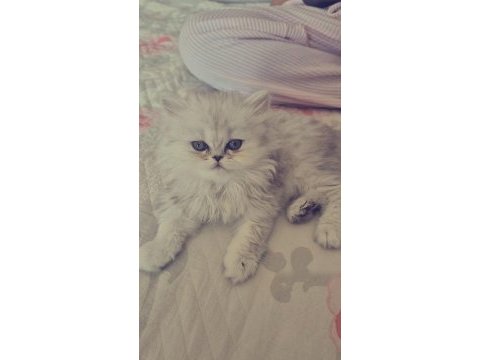 Safkan yavru british longhair ns11