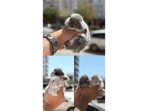 Orjinal cüce yavrularımız hazır