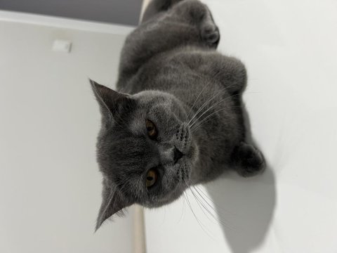 British shorthair dişi ücretsiz sahiplendirme