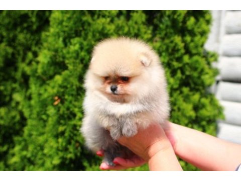 Teacup erkek orange pomeranian