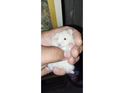 Uzun tüy özel tür teddy bear hamster başka yerde yok