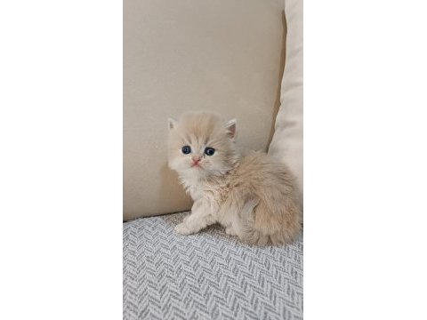 Özel renk chocolate golden british longhair