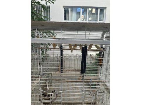Yavru ve yavrulu kanarya çiftler