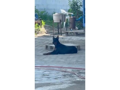 Dişi doberman 9 aylık