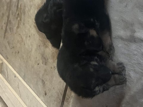 Safkan alman çoban köpeği yavrusu