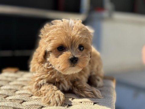En güzel maltipoo yavrular ziyarete açık