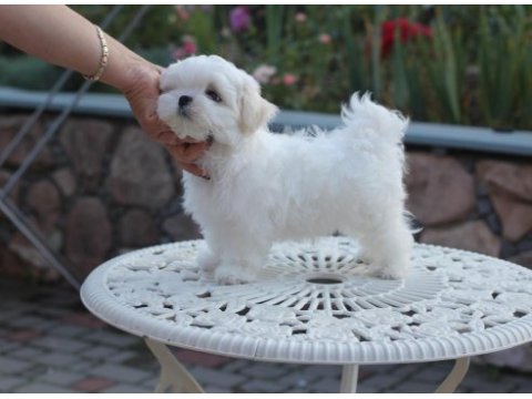 Maltipoo dilber yeni ailesini arıyor