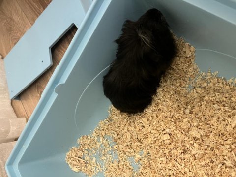 Ücretsiz ginepig sahiplendirme
