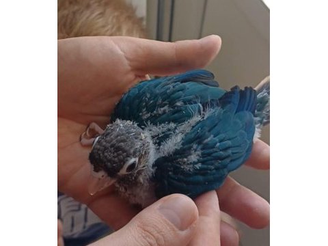 Bebek konur papağanlar cites belgeli