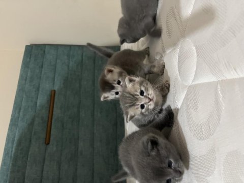 Scottish fold erkek dişi yavrularım sahiplendirilecektir