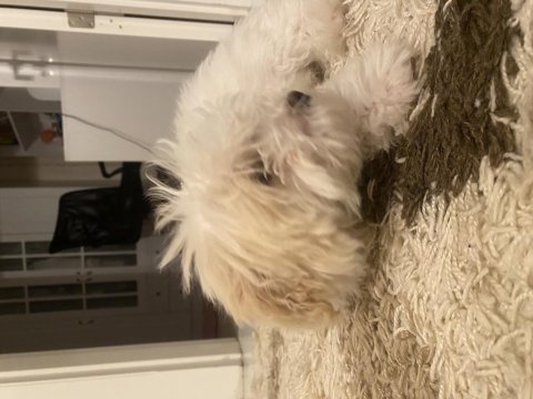 Yavru maltipoo 2 aylık