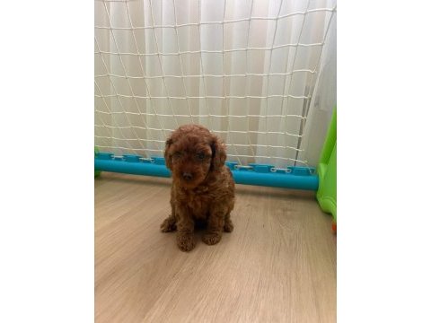Minik poodle yavru yeni yuvalar arıyoruz 50 günlük