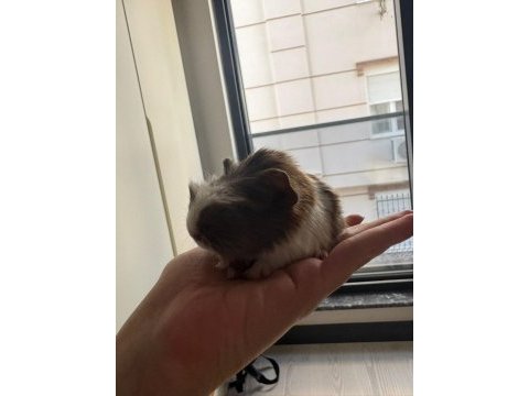 Dişi erkek ginepig (gine domuzu) her ile gönderim var