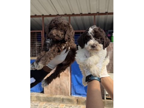Portekiz su köpeği çok şirin yavrular 