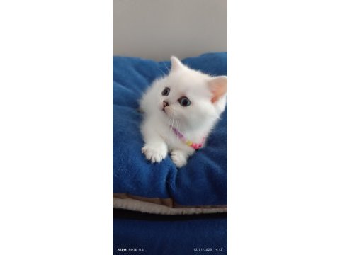 Silver british longhair