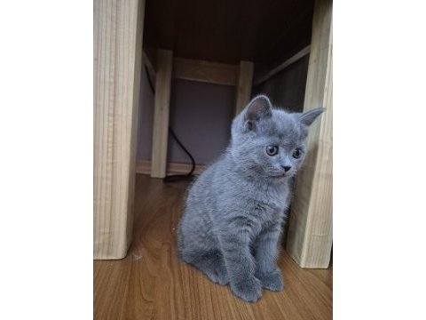 Tam güzellik biritish short hair