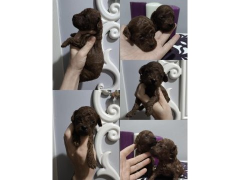 Kore red brown toy poodle minicik güzellikler