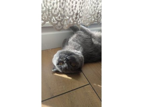 Dişi scottish fold
