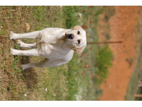Şampiyon anne babadan fcı-kıf şecereli labrador yavrular