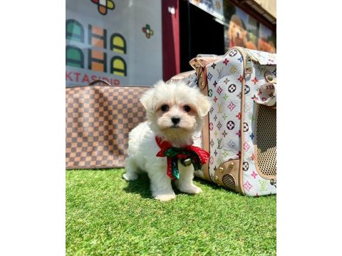 Tatlı tadında maltese terrier