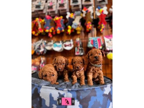 En akıllı apartman köpeği a şecereli toy poodle